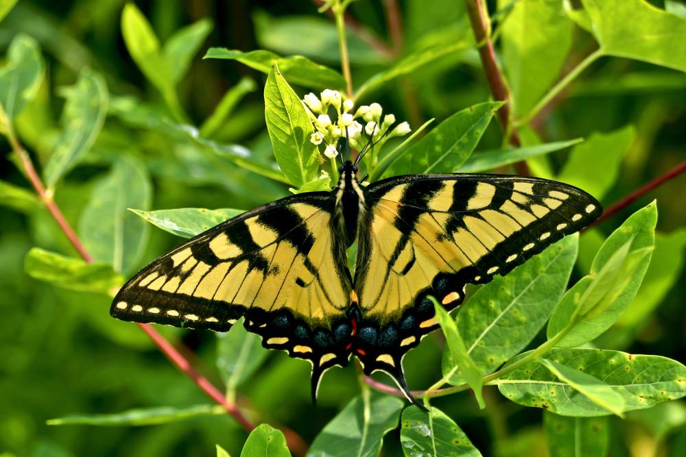 Western Tiger Swallowtail